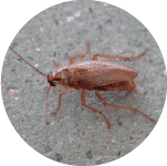 Icono Cucaracha Alemana