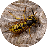 Icono Avispa Chaqueta Amarilla Vespula Germanica