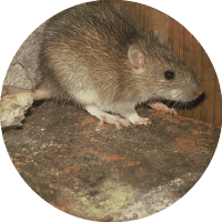 Rattus Norvegicus rata alcantarilla - Neoplagas