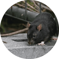 raton de los tejados rattus rattus - neoplagas