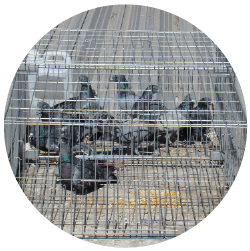 control de palomas jaulas para palomas