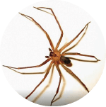 araña-rincon-03-1.png