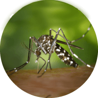 Mosquito Tigre