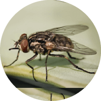 Mosca Domestica