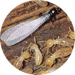 termita-madera-seca