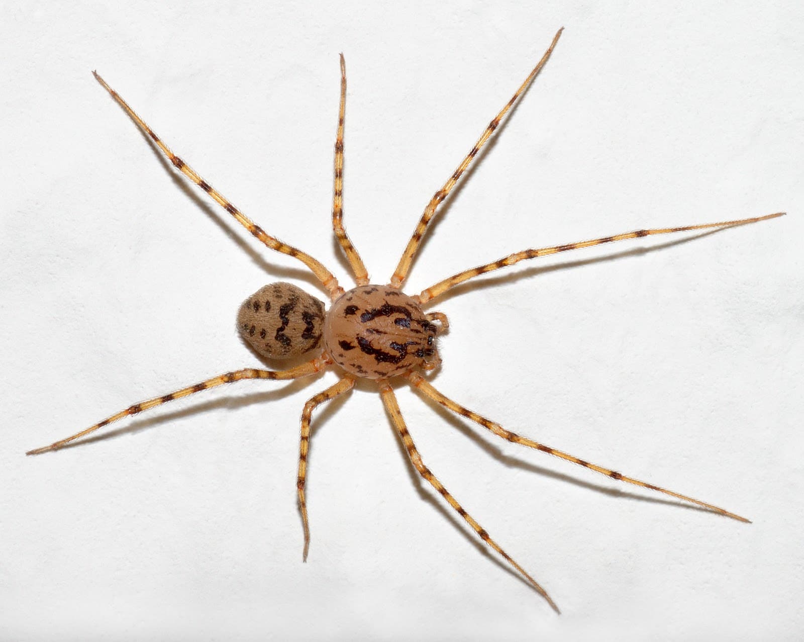 Arañas todo Chile - Neoplagas