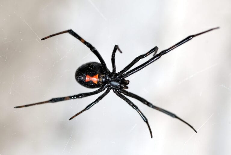 Fumigación de Arañas Neoplagas Viuda Negra