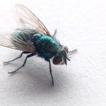 como eliminar moscas neoplagas control de plagas