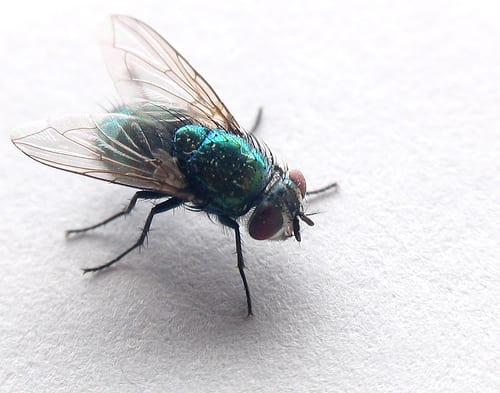 como eliminar moscas neoplagas control de plagas