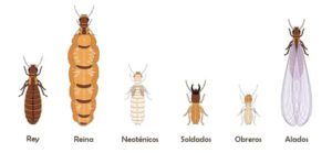 tipos de termitas