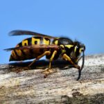 Diferencia entre avispas y abejas