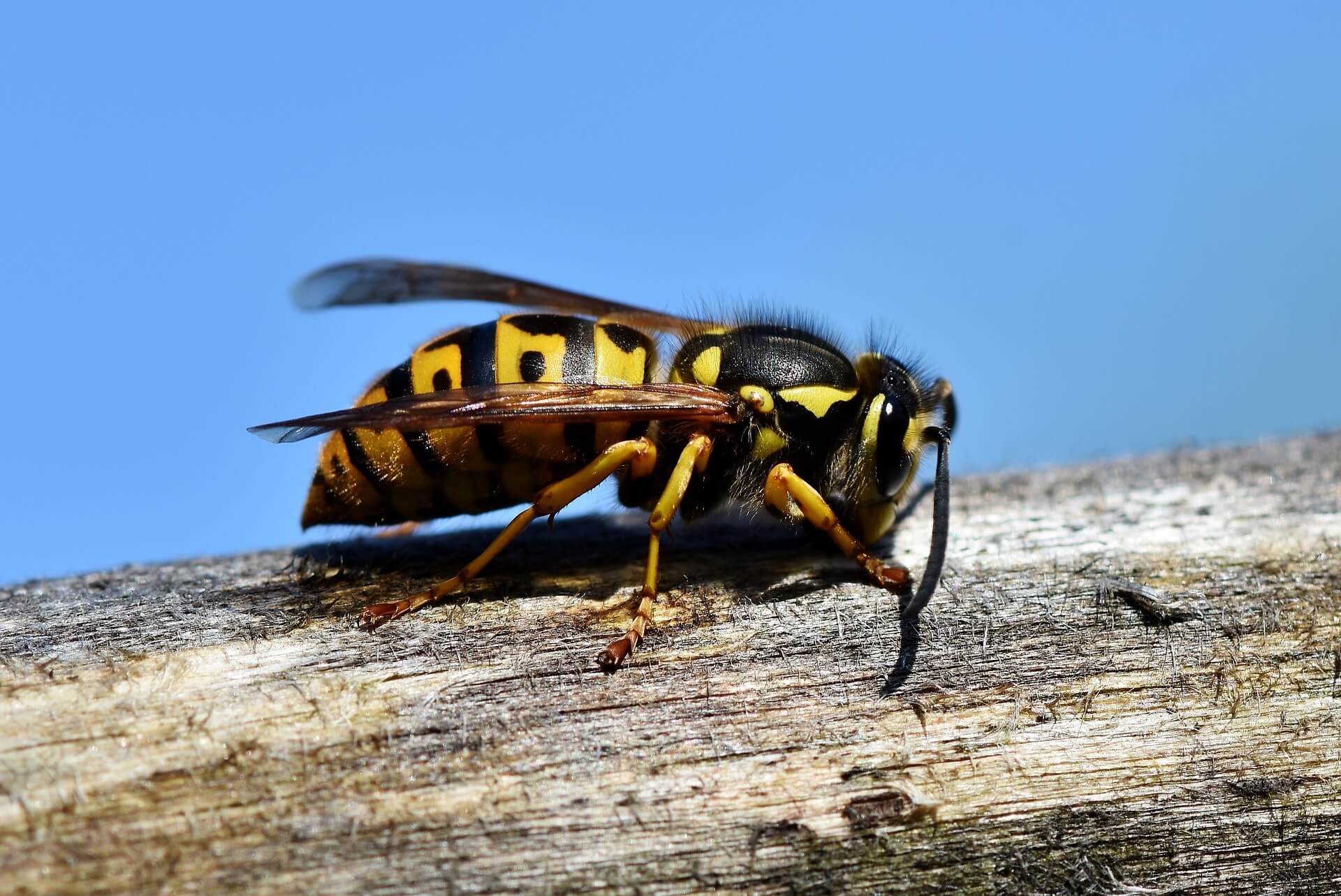 Diferencia entre avispas y abejas