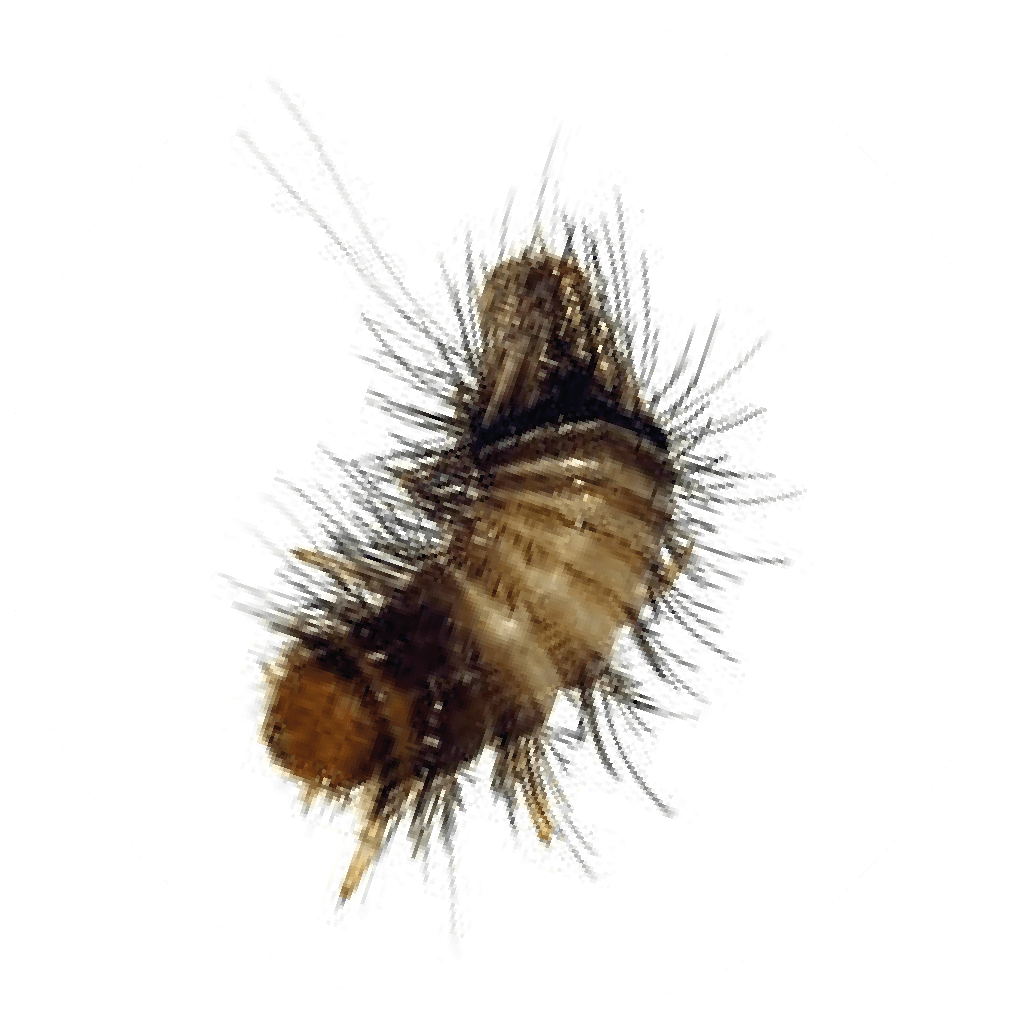 Larva escarabajo de alfombra