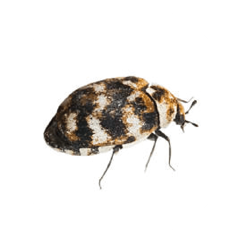 Adulto escarabajo de alfombra