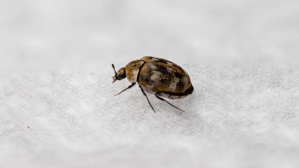 Escarabajos de la alfombra adulto