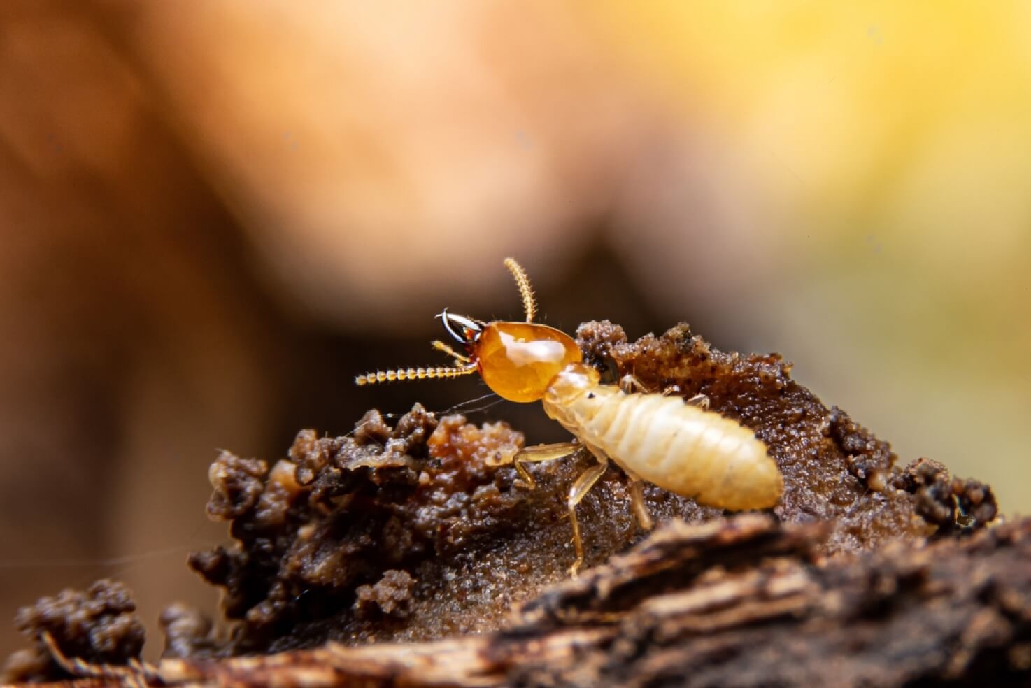 termites