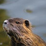 Myocastor coypus-