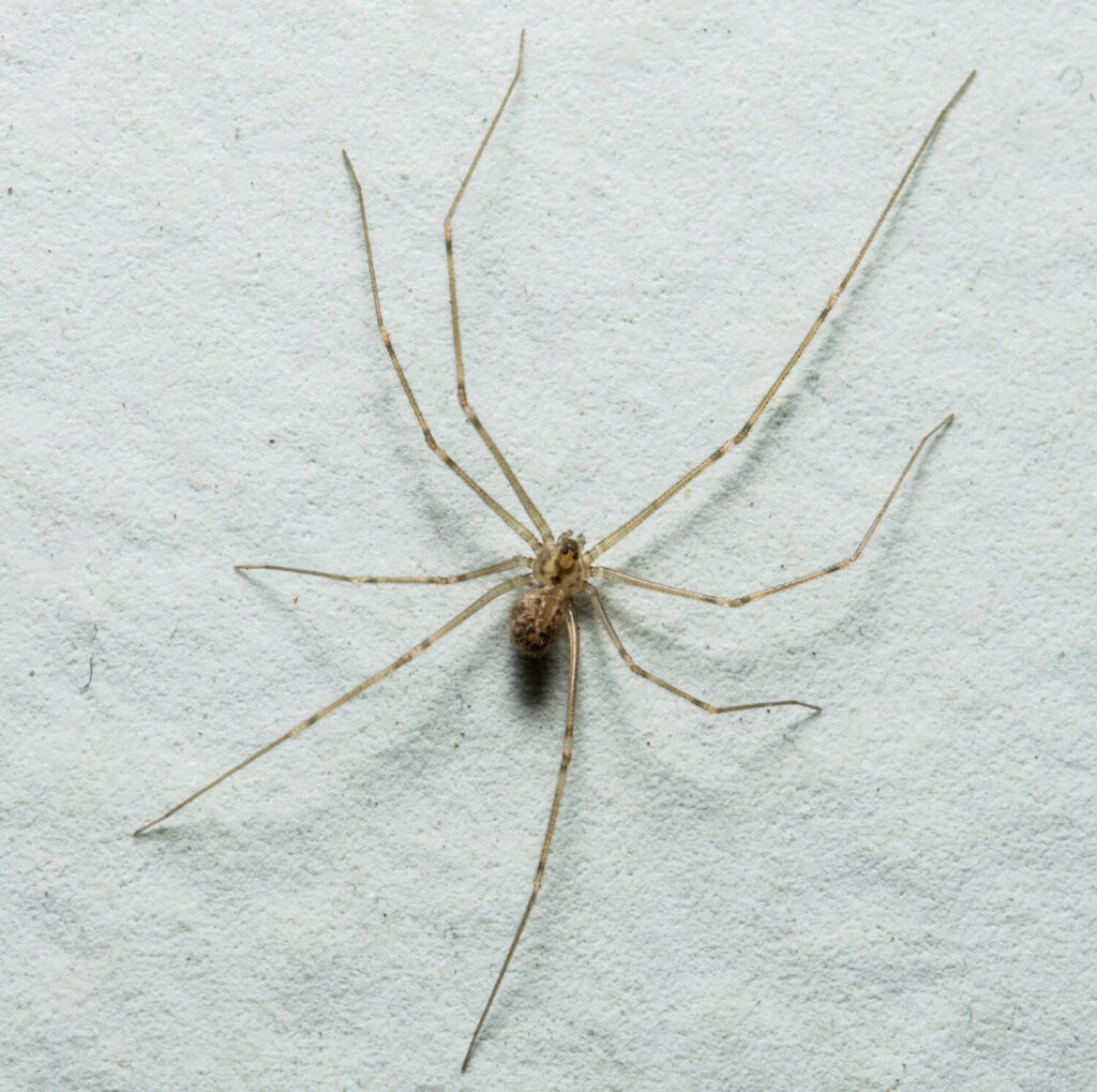 Araña tigre - Todo lo que debes saber - Neoplagas Equilibrio Ambiental