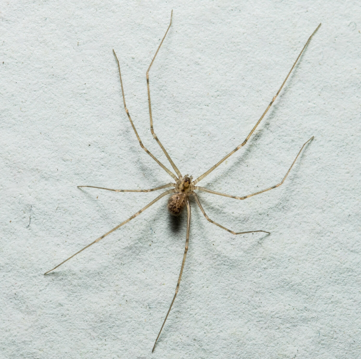 Araña tigre - Todo lo que debes saber - Neoplagas Equilibrio Ambiental