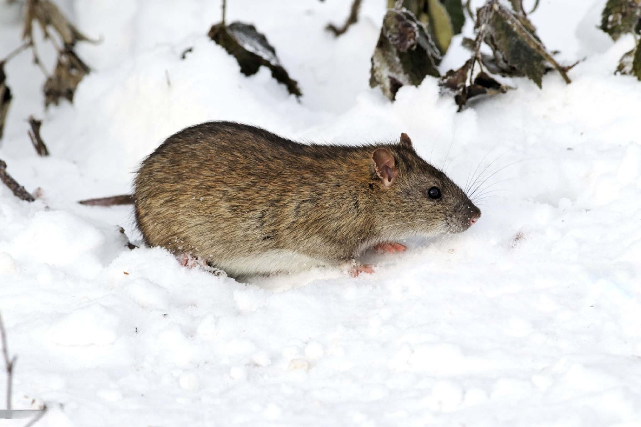 Plagas comunes en Invierno​