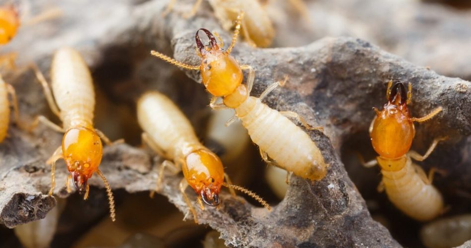 Tipos-de-termitas