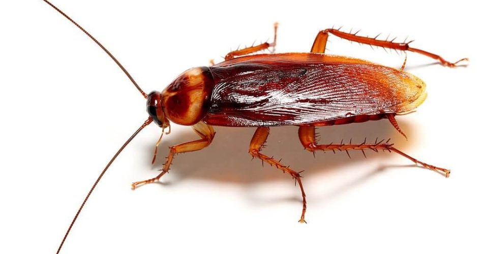 cucaracha americana