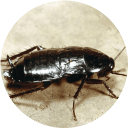 cucaracha-oriental-control-de-cucarachas-neoplagas