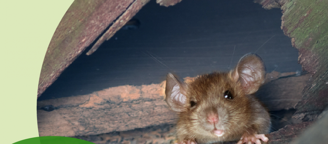 Eliminar Ratones en falso techo o entretecho - Neoplagas
