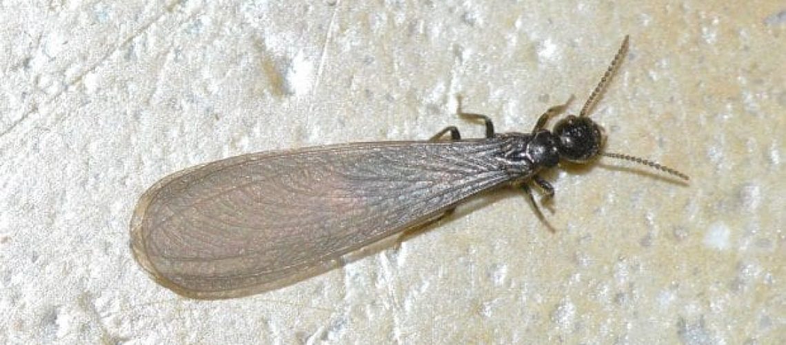 Control de termitas termita alada - Neoplagas